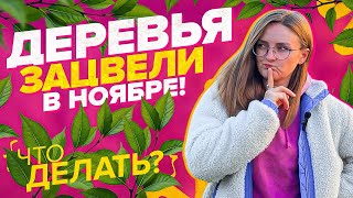 ЧТО ДЕЛАТЬ ЕСЛИ ПОЧКИ ПРОСНУЛИСЬ В ОКТЯБРЕ?