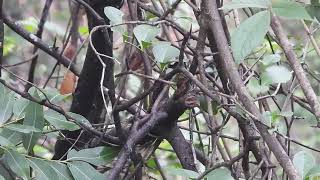 White-browed bulbul at Dongarmatha, Parshuram, Maharashtra, Jun 24