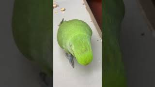 Mubee Funny African Ringneck Reacting to TikTok Videos 🤣🤣🤣