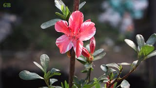 Azalea plant flowers #shorts