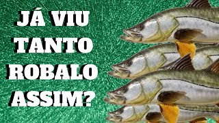 🐟🐟🐟ROBALOS,NUNCA VI UM CARDUME DE ROBALOS TÃO GRANDE,MELHOR LUGAR DO MUNDO PARA PESCAR ROBALO