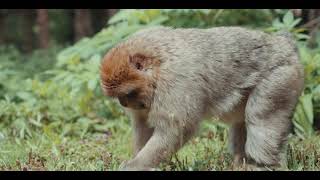 Montagnes des Singes - Chateau du Haut-koenisbourg