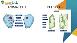 Video for GCSE AQA Biology - B1 Cell Biology - Cell division and transport in cells