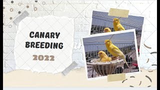 Αναπαραγωγή Καναρινιών 2022- Canary breeding Vol 1