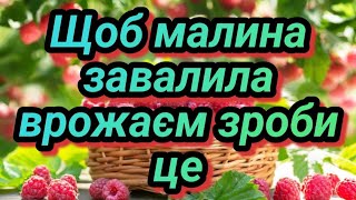 Чим підживлювати малину, як получити хороший врожай малини. Підживлення малини @Alexey.03