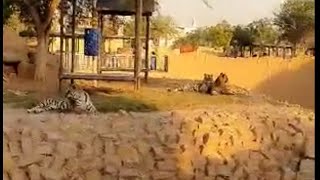 جوله رائعه في حديقه الحيوان بالسعوديه Wonderful tour of the zoo