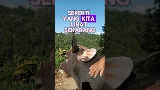 Transformasi Sapi: Dari Kecil Hingga besar