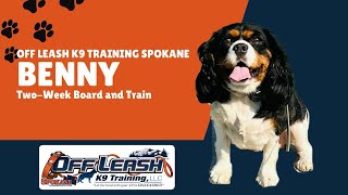 Cavalier King Charles, 2 y/o, "Benny" | Amazing Spaniel Obedience Training Spokane WA | Off Leash K9