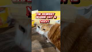 The Resident Orange Cat Is NOISY!