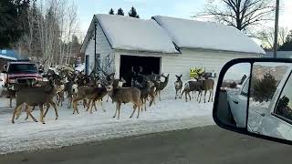 Pulled into Cascade ID