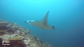 Manta ray @ Malidives  south ari  moofushi rock.