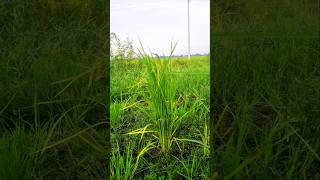 ধান গাছ🌾 ।। Rice Plant ।। #riceplant #shorts #shortvideo