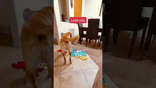 TALKING DOG says LOVE YOU to Mom! #shorts