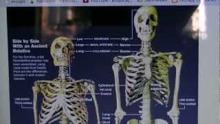 comparison of skeletons between humans and neanderthallers