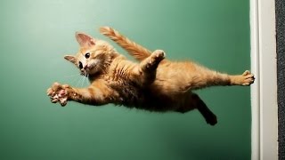 Funny Cats Jump Fails