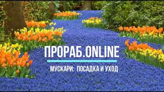 Мускари посадка и уход. Как и когда сажать мускари на даче - мышиный гиацинт