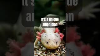 Meet the Axolotl: The Incredible Mexican Walking Fish