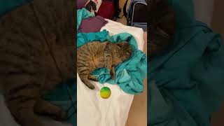 Cats like balls