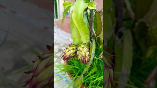 2 Dragon Flowers🥰😍#shorts #trending #dragonflower #flowers  #gardening #youtubeshorts #shortfeed #yt