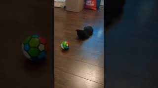 Kitten plays soccer