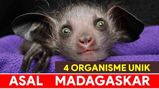 4 Organisme Paling Unik di Madagaskar