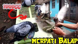 Merpati BaLap 1000cc begini ciri-cirinya.