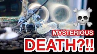 DYING CRAYFISH