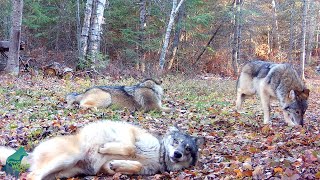 Wolf pups enjoying fall in the Northwoods