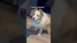 my dog passive aggressively asking for dinner #dog #australianshepherd