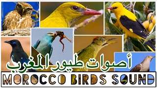 كناري 🇲🇦طيور المغرب.توثيق من عدستي .أصوات وتغاريد.morocco birds chirping,call..Pics by my camera