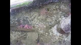 Tidepooling at Butedale