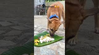 Happy Onam to everyone!!! | #pets #onam #trending #reels #shorts