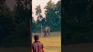 Wild Elephant v/s  Domestic Animals 😱😩