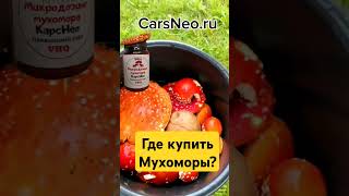 Где купить Мухоморы? #микродозингмухомора #ежовик #стресс