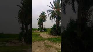 22 July 2023 Beautiful weather #nature #youtube #vlogs #shortvideo #shorts #youtubeshorts