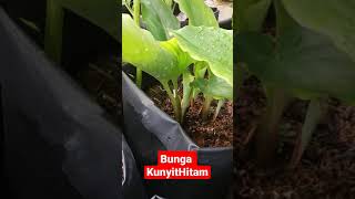 Penampakan Bunga Kunyit Hitam