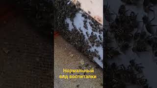 Такой вид, должна иметь семья воспитательница.