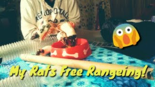 My Rats Free Ranging! | #2