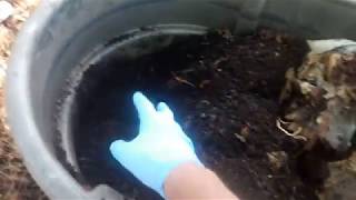 worm harvesting