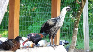 Muaj qaib muag Tua Noj/My Back Yard chicken Farm