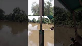 tarikan kuat udang galah bujang || mancing udang galah