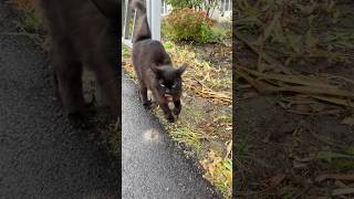 Sweet bun cat meow after the rain