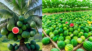 grafted watermelon plant ,growing bitter melon ,rowing rainbow tomatoes  , Growing cucumber ,