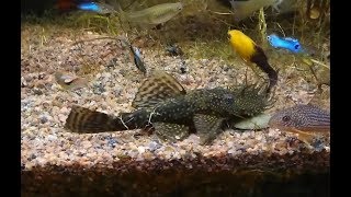 Sony Xperia XZ1 Compact  slow motion aquarium 120 fps