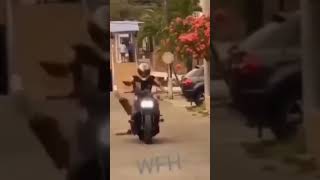 comedy bike accident bike stunt