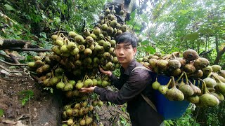 Harvest natural fruits and bring them to the market to sell | Triệu Văn Tính