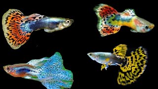 Guppy fish/Varieties guppy fish/Beautiful guppies/inus world