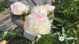 Florence Nicholls peony. Флоренс Николс пион. Пулков сад