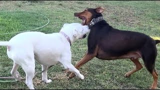 51. Pit Bull and Doberman Short Wrestling 05/07-2024  #doberman  #pitbull