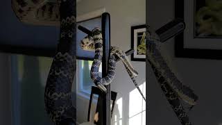 Aakil the false water #cobra exercising on the coat #rack. #animal #cute #pets #shorts #snake #baby